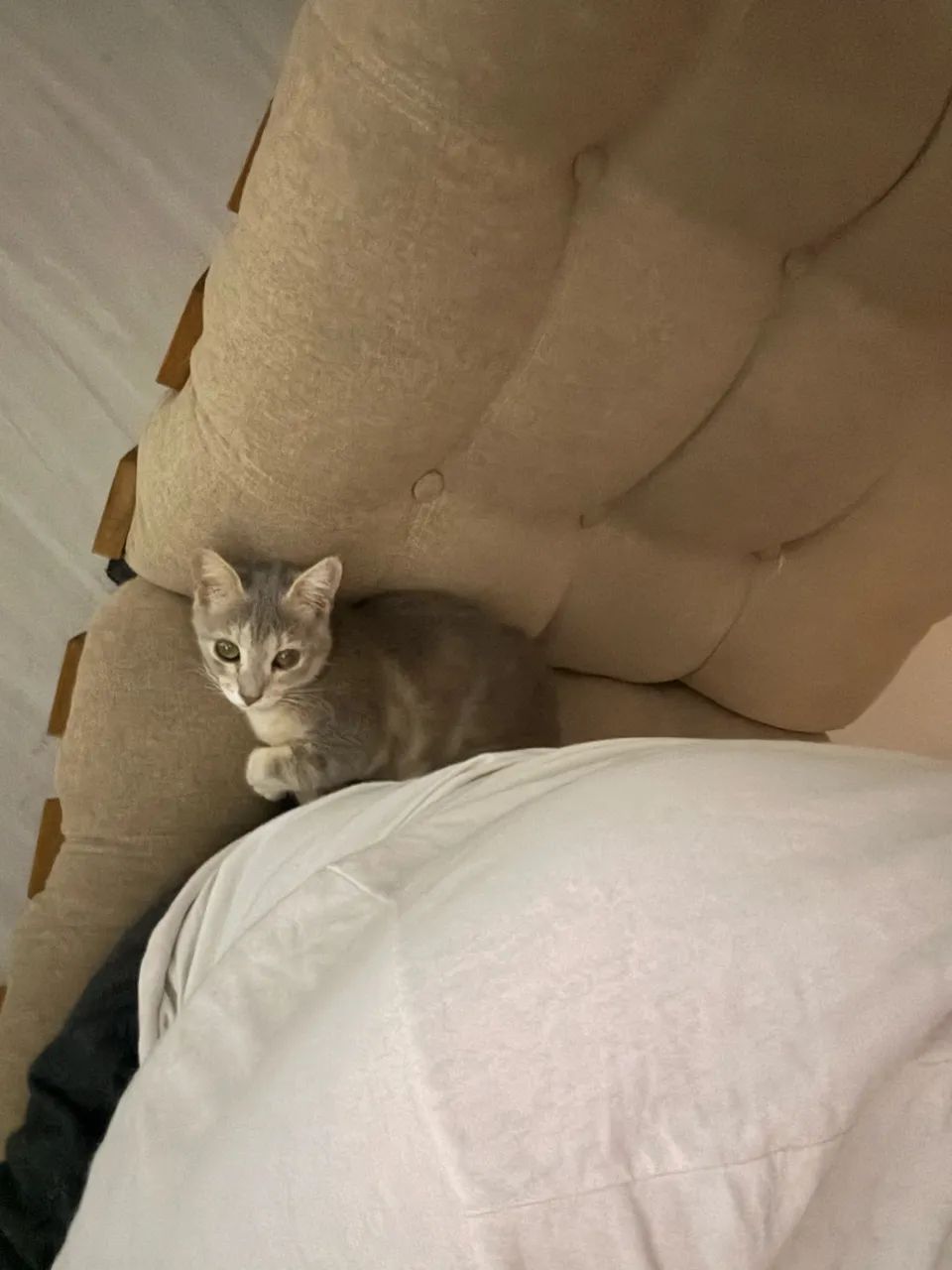Doação de Gato - Foto 2