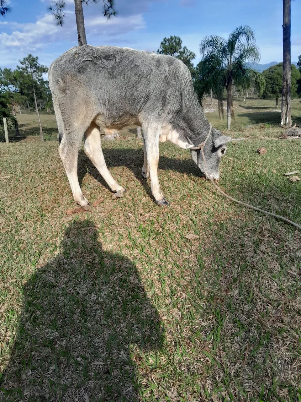 Bezerro Nelore com buzera  - Foto 2
