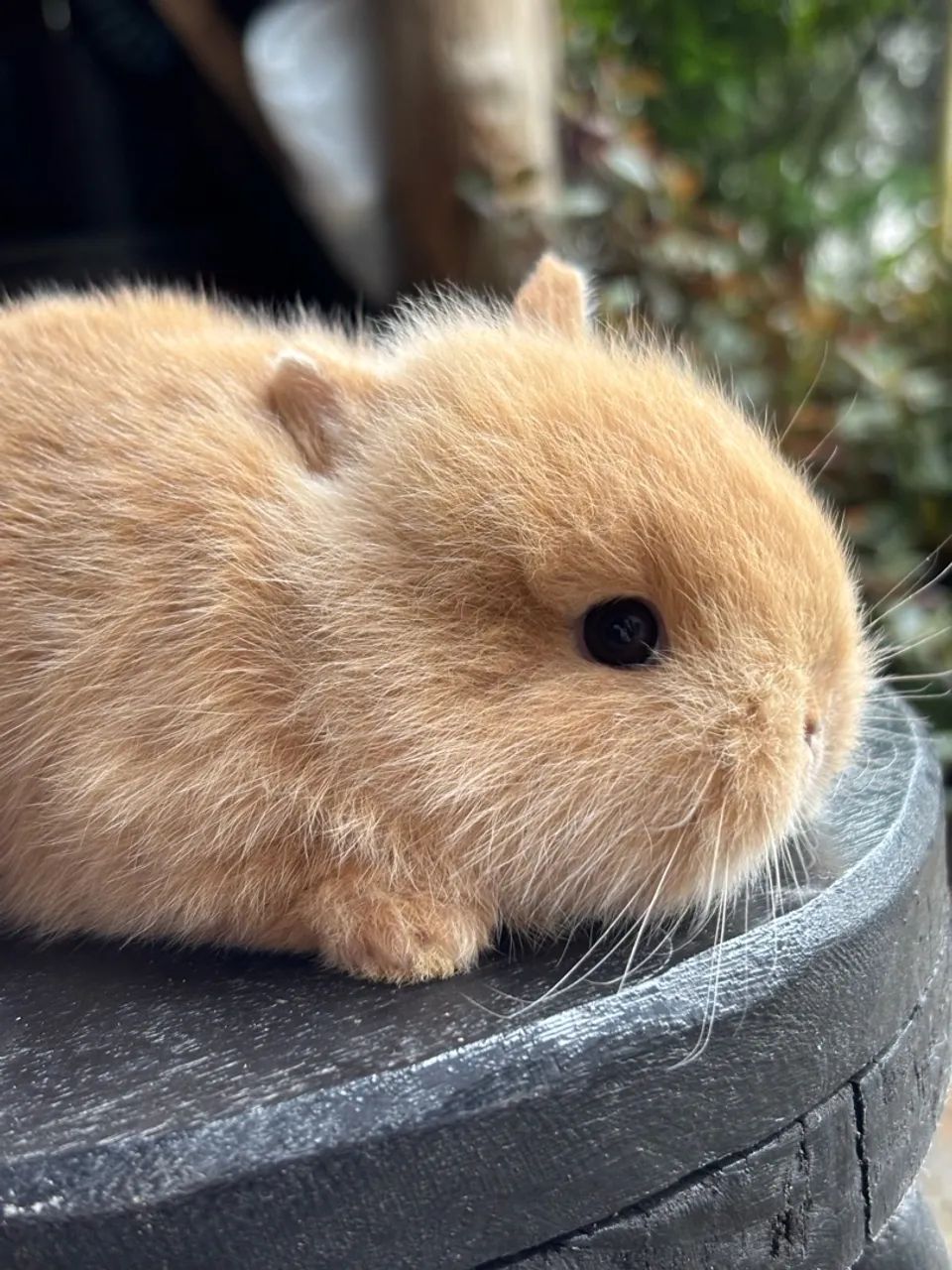 Mini coelhinho - Foto 4