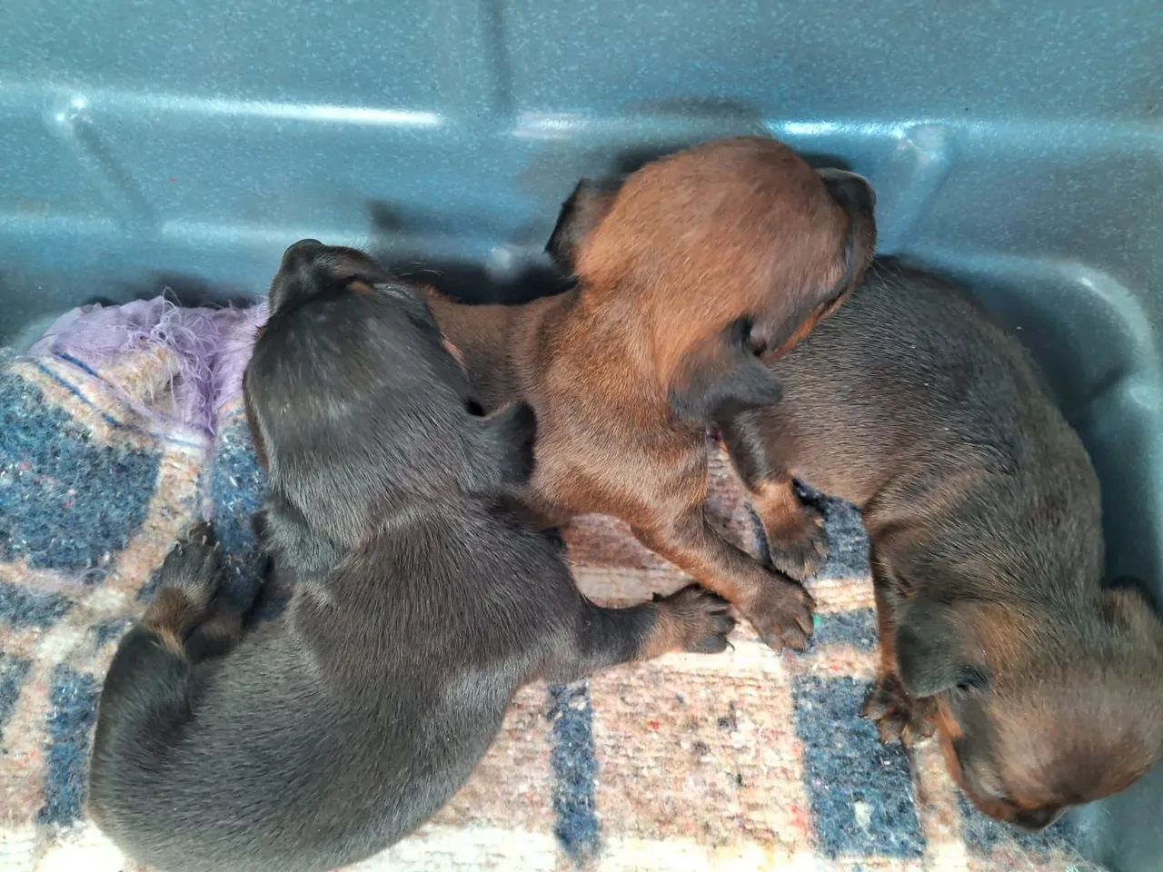 Filhotes Pinscher  - Foto 3