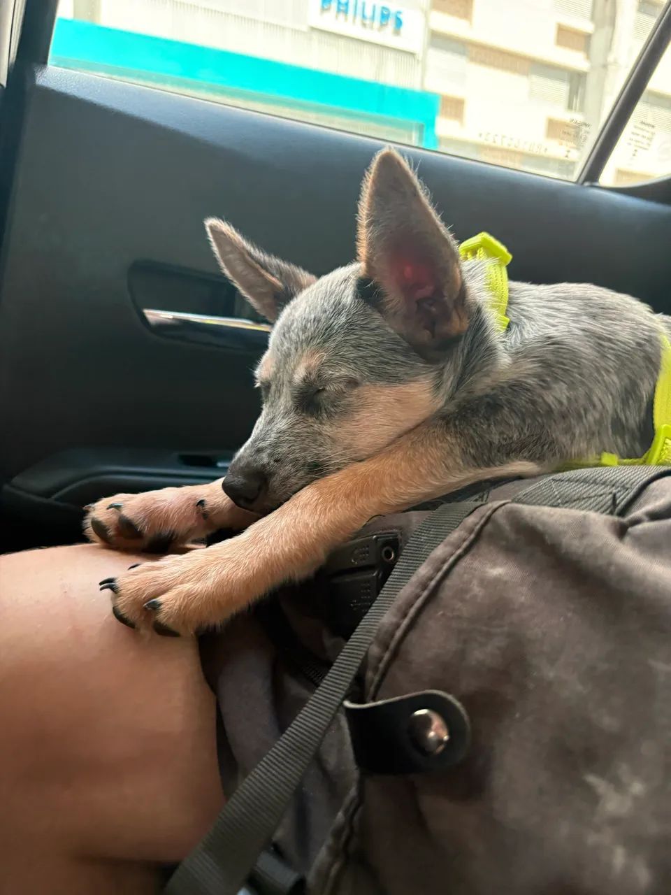 Adote o Pipo :) - Foto 2