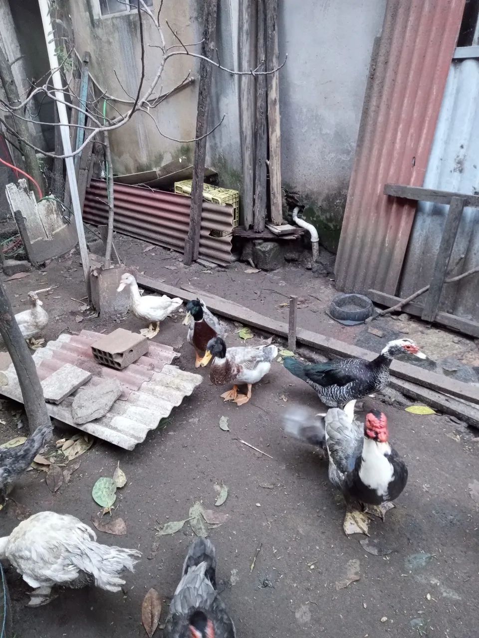 Vende-se pato macho e marrecos