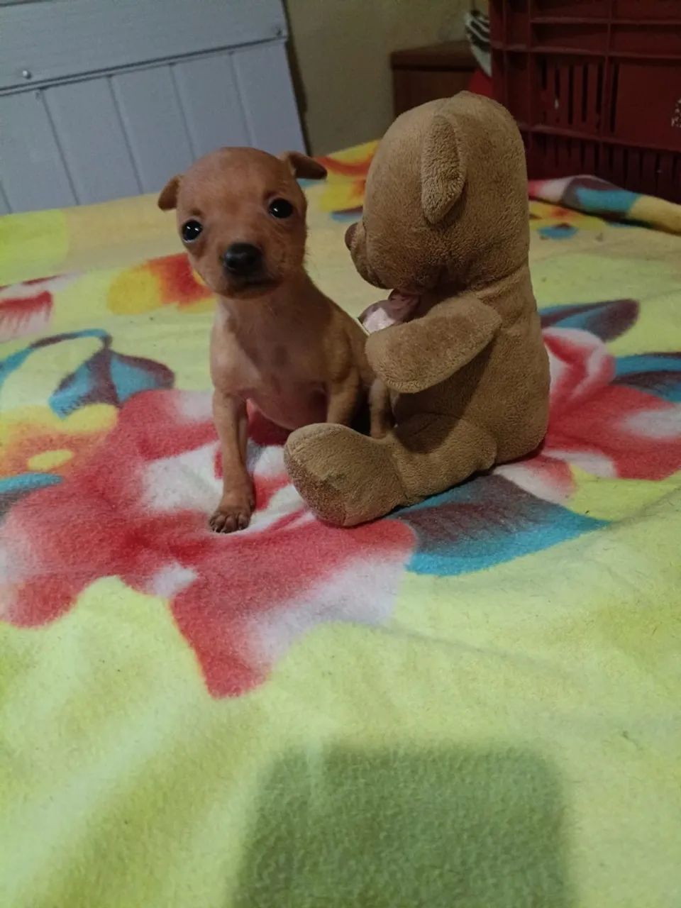 Pincher 1 - Foto 2