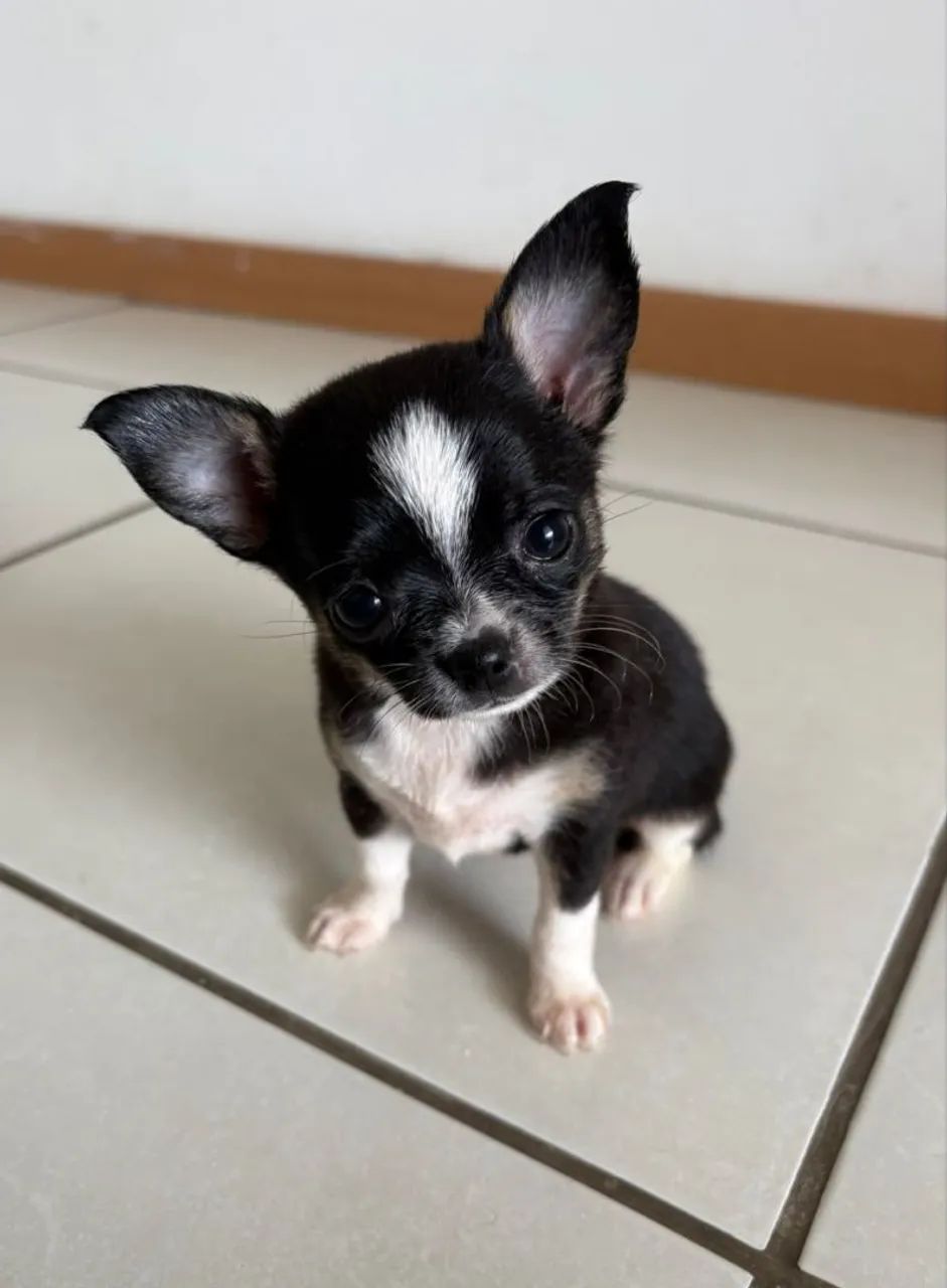 Chihuahua - Foto 3