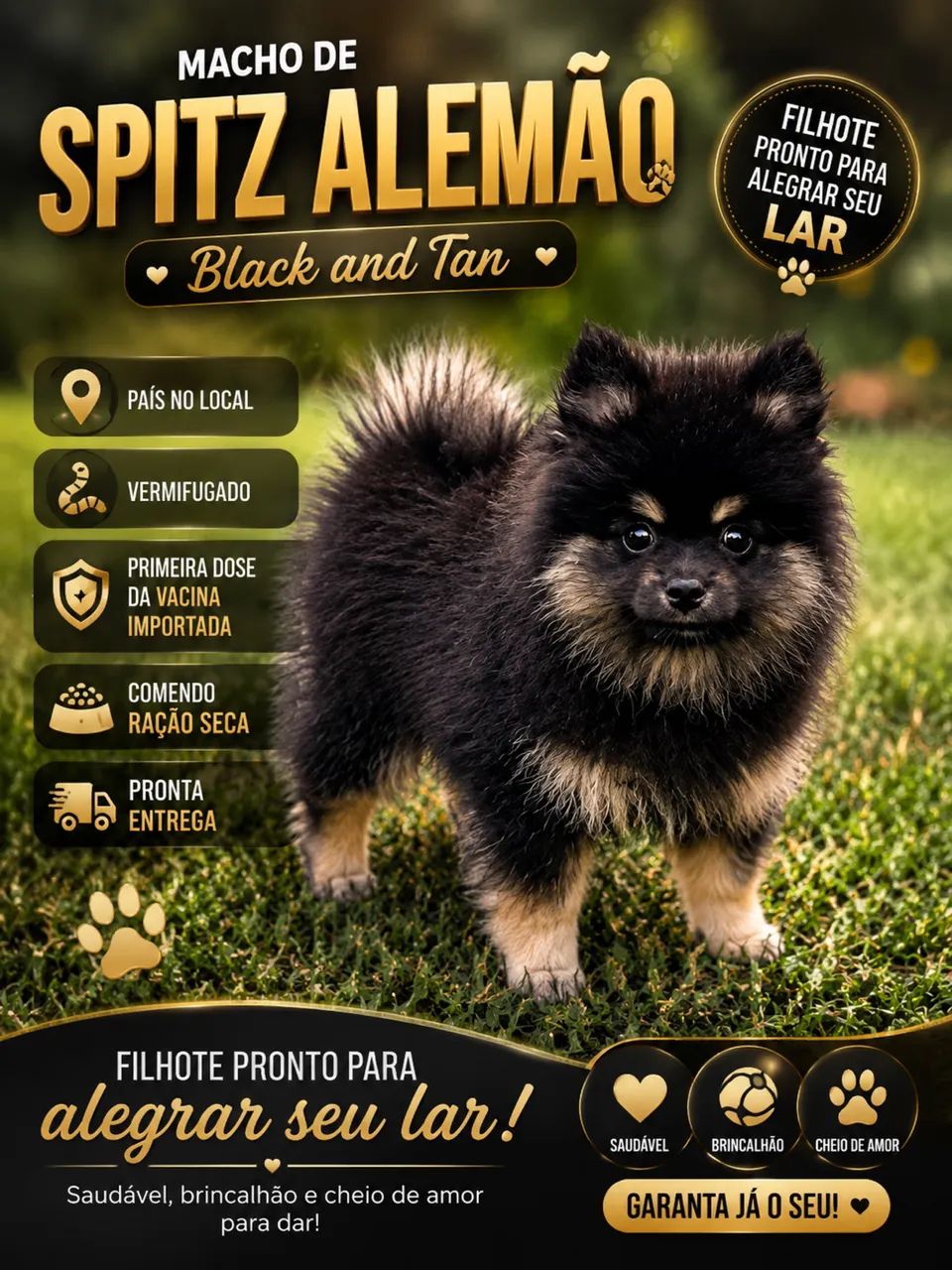 Spitz alemão - Lulu - Cachorros - Centro, Campos dos Goytacazes