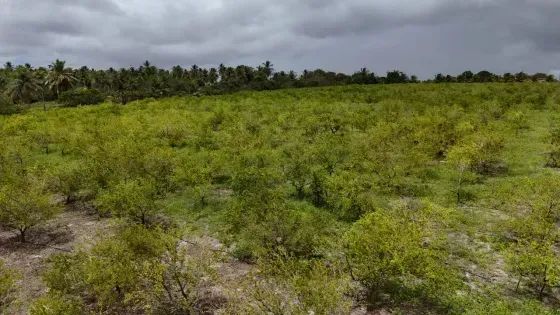Granja com 12 hectares em punau - Foto 4