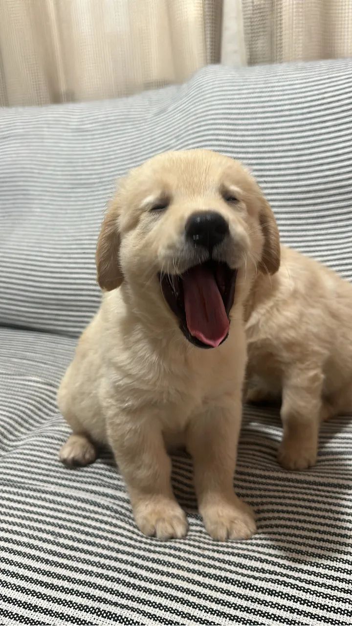 Golden retriever