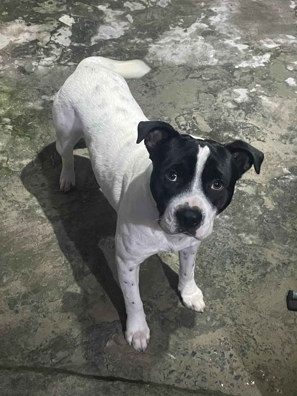 Cachorra Pitbull