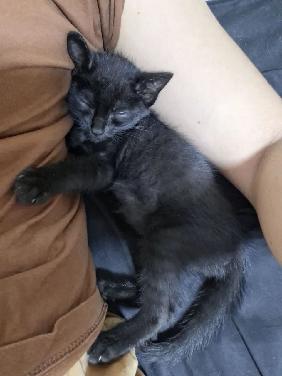 Gato para adoção  - Foto 5
