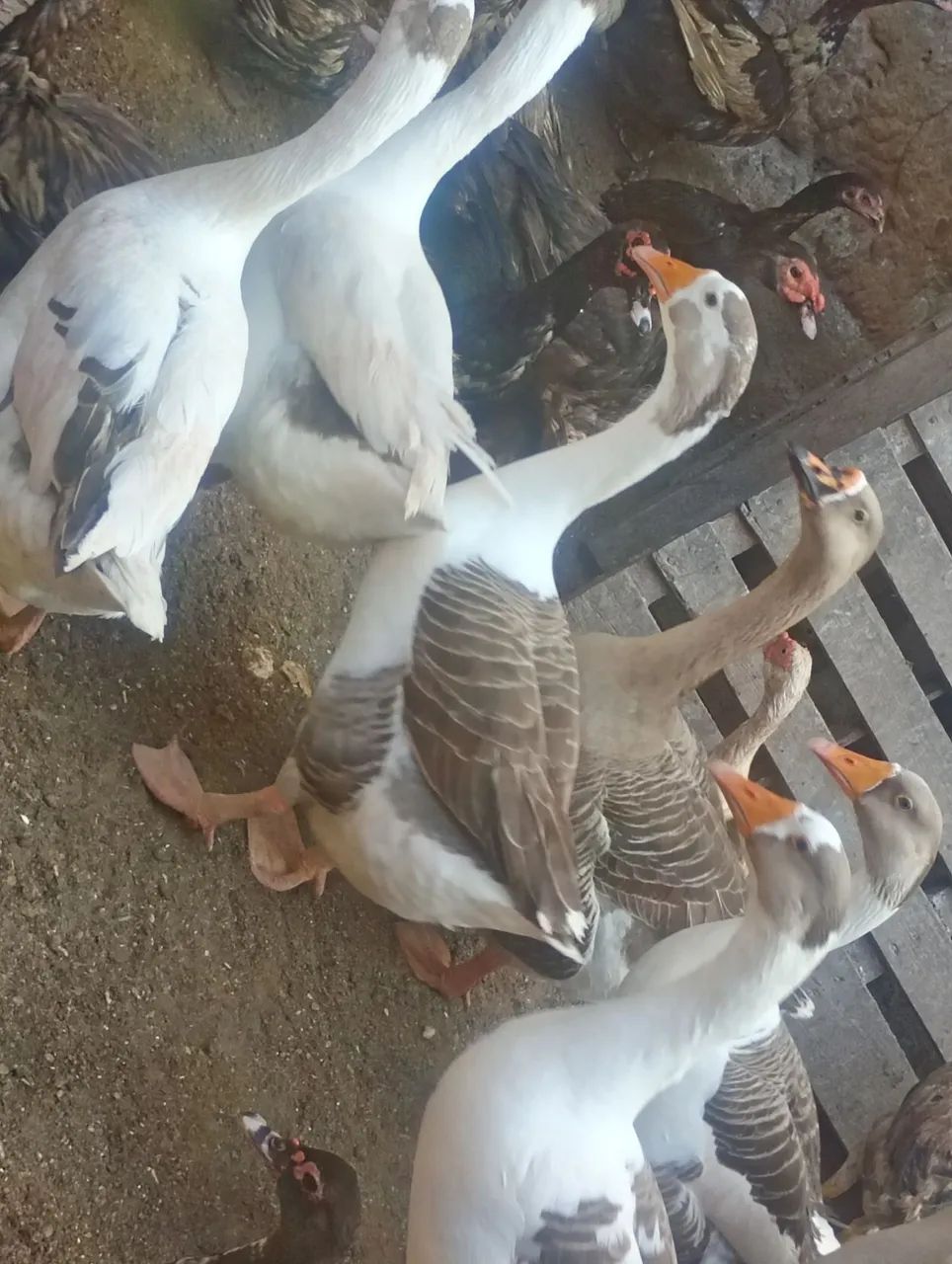 Casal de ganso  - Foto 4