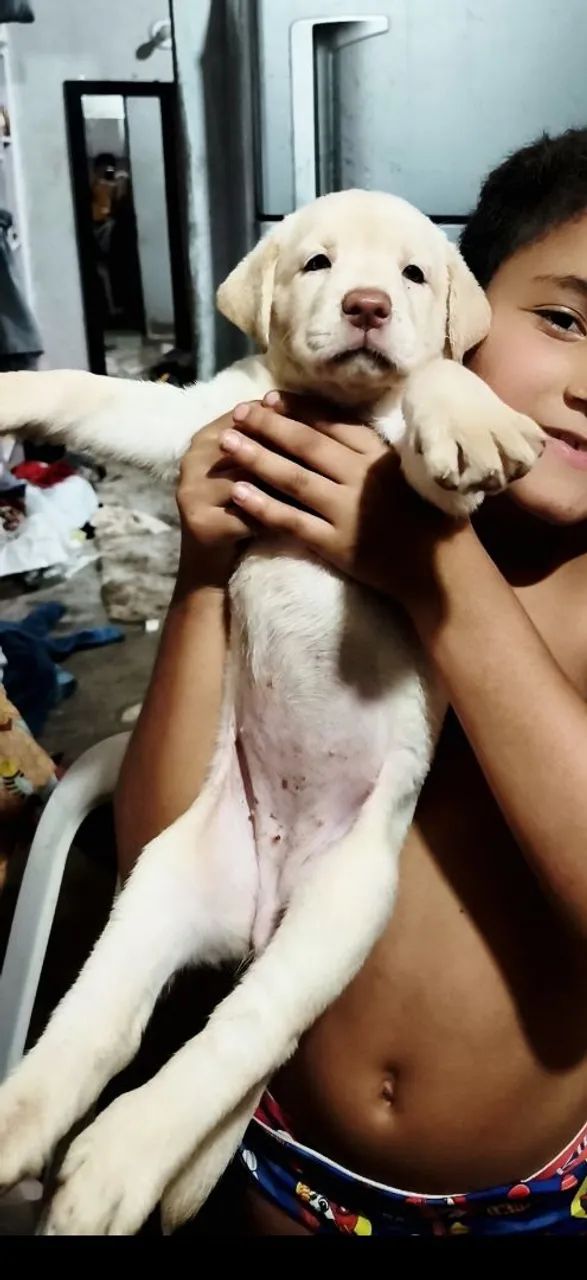 Labrador  - Foto 2
