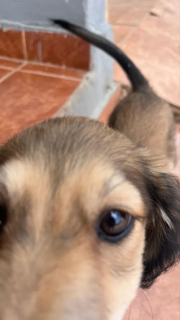 Doa-se cachorrinha  - Foto 3