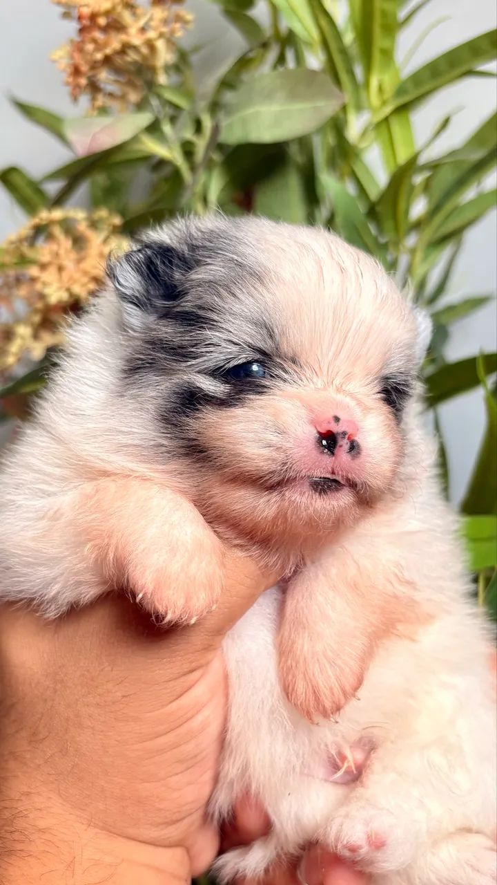 Lulu da pomerania