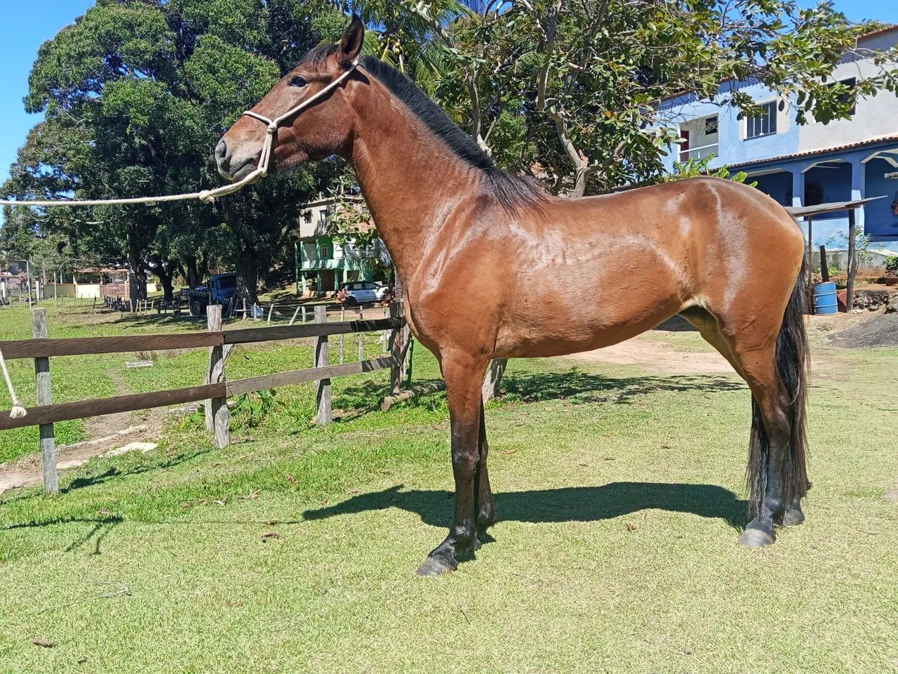 Égua Mangalarga - Foto 2