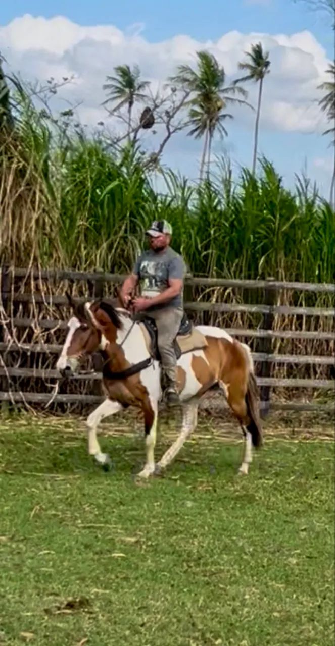 Cavalo Campolina PO Pampa de Castanho  - Foto 4