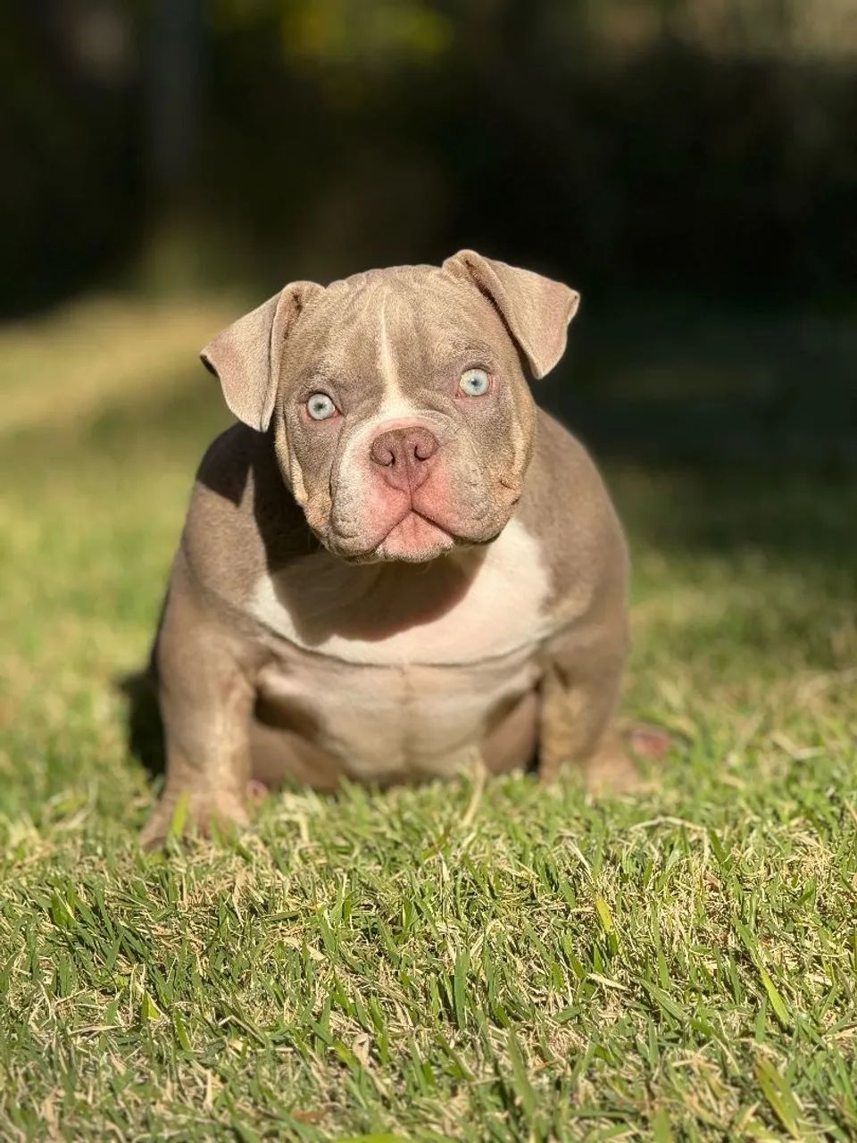 American Bully 