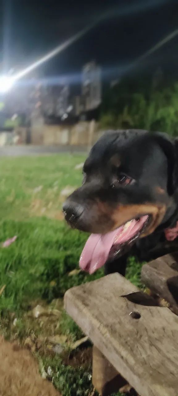 Rottweiler  - Foto 2