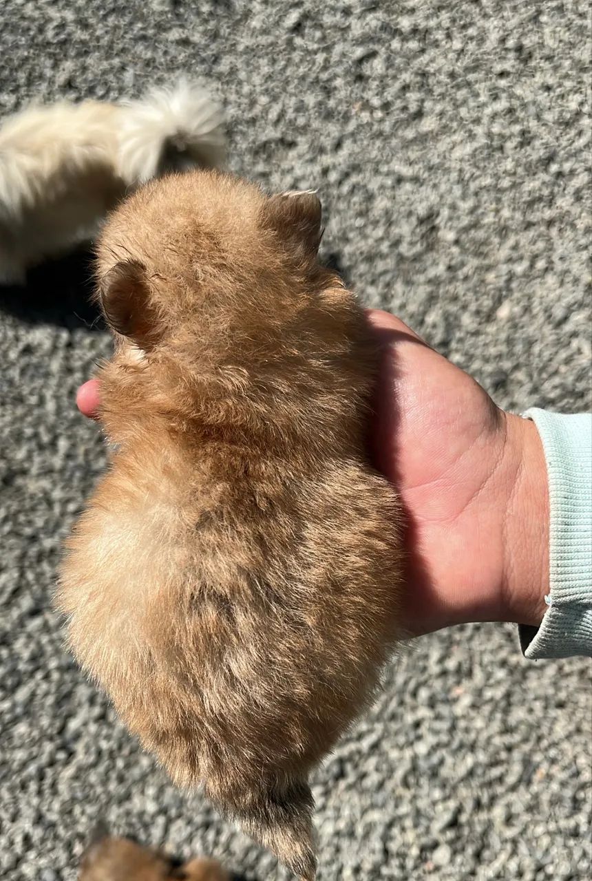 Cachorro - Foto 5