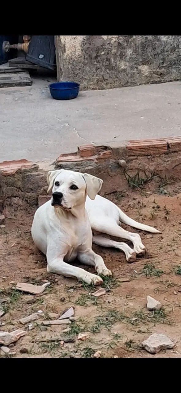 Doação responsável de cães  - Foto 2