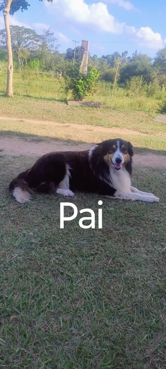 Border Collie macho - Foto 6