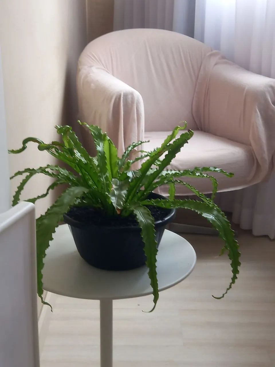 Cadeira giratoria 