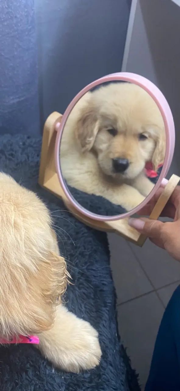 Golden Retriever - Foto 2
