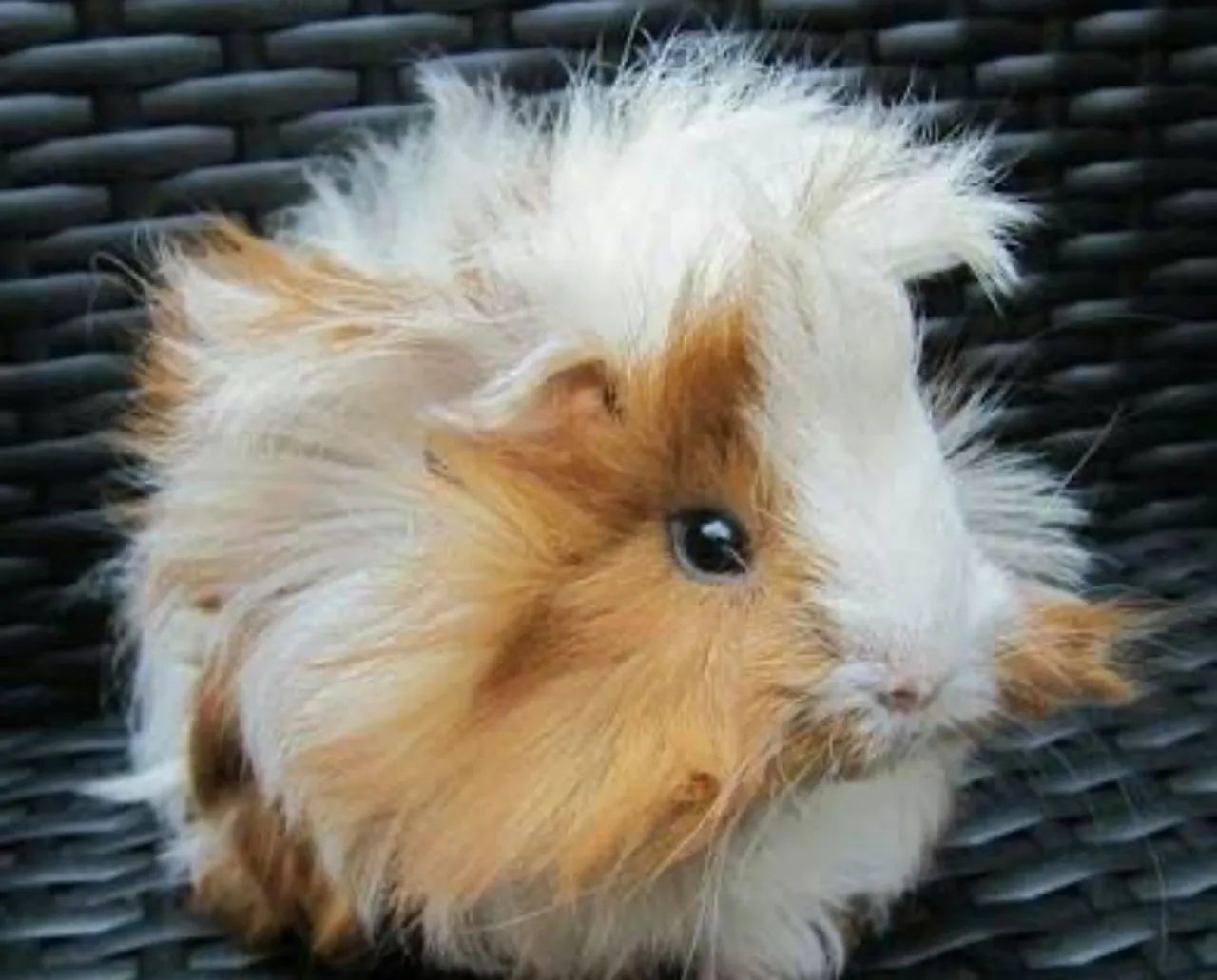 Porquinho da índia Abissínio  - Foto 5