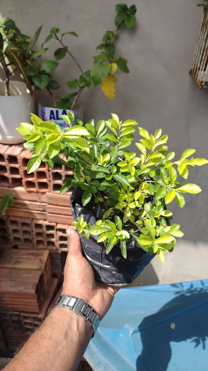 Pingo de ouro em vaso - Foto 2