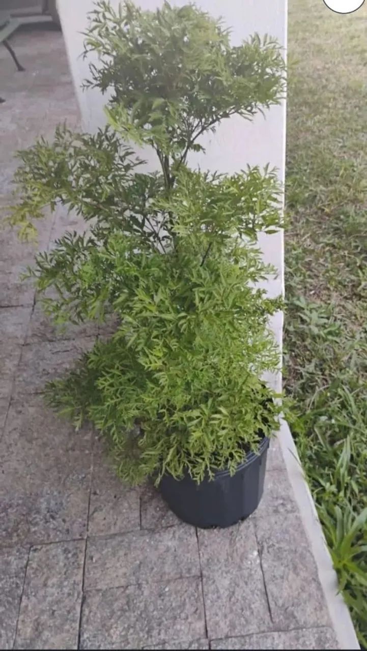 Plantas - Foto 3