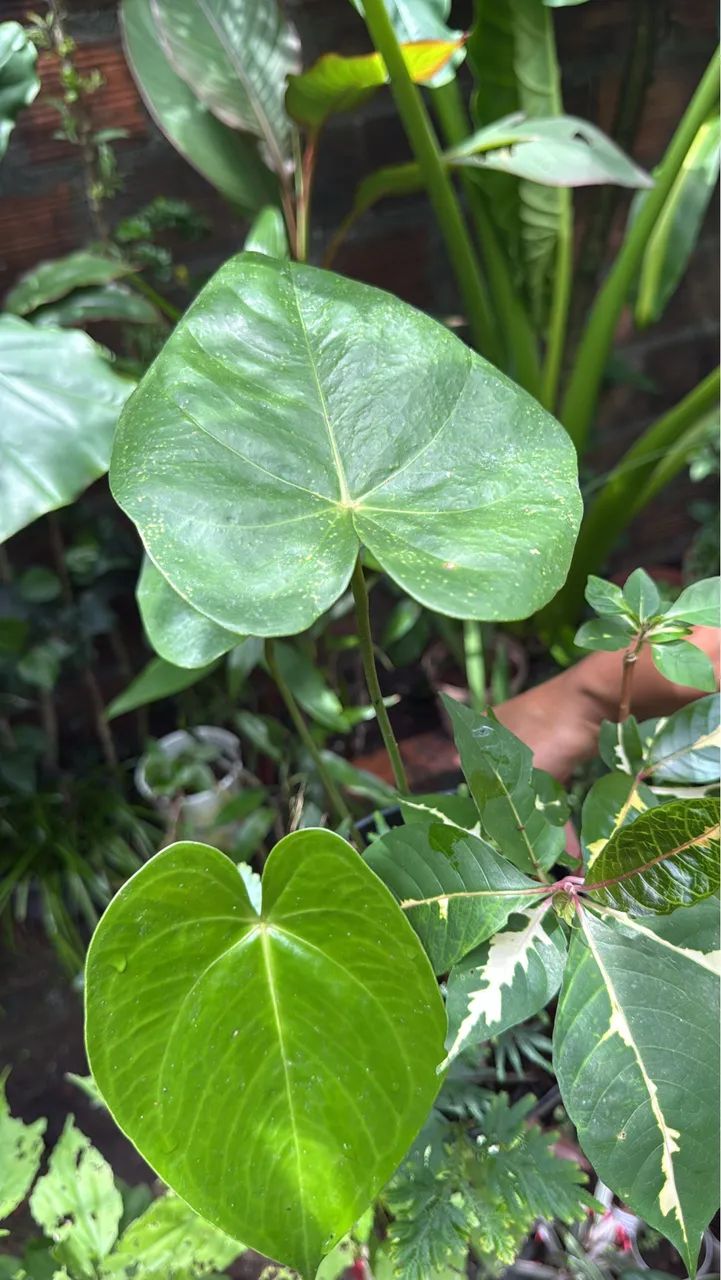 Plantas  - Foto 4
