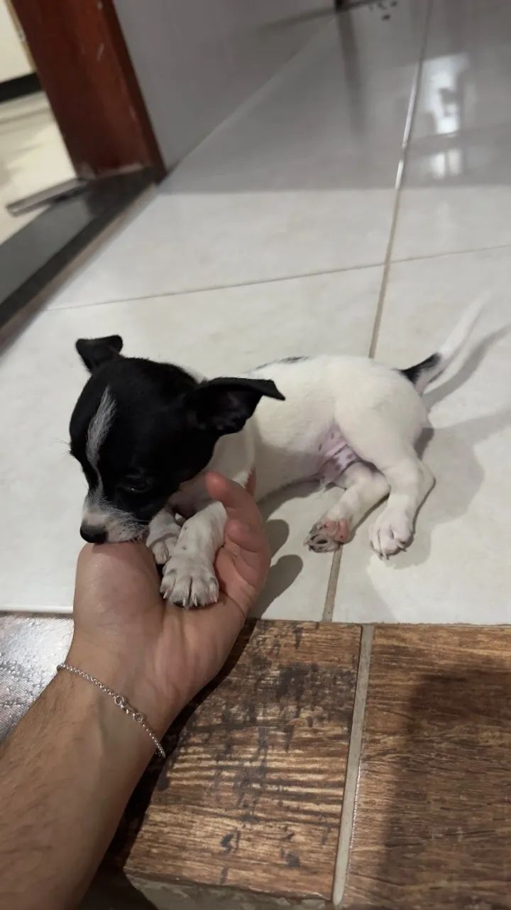 Pinscher 0 - Foto 2