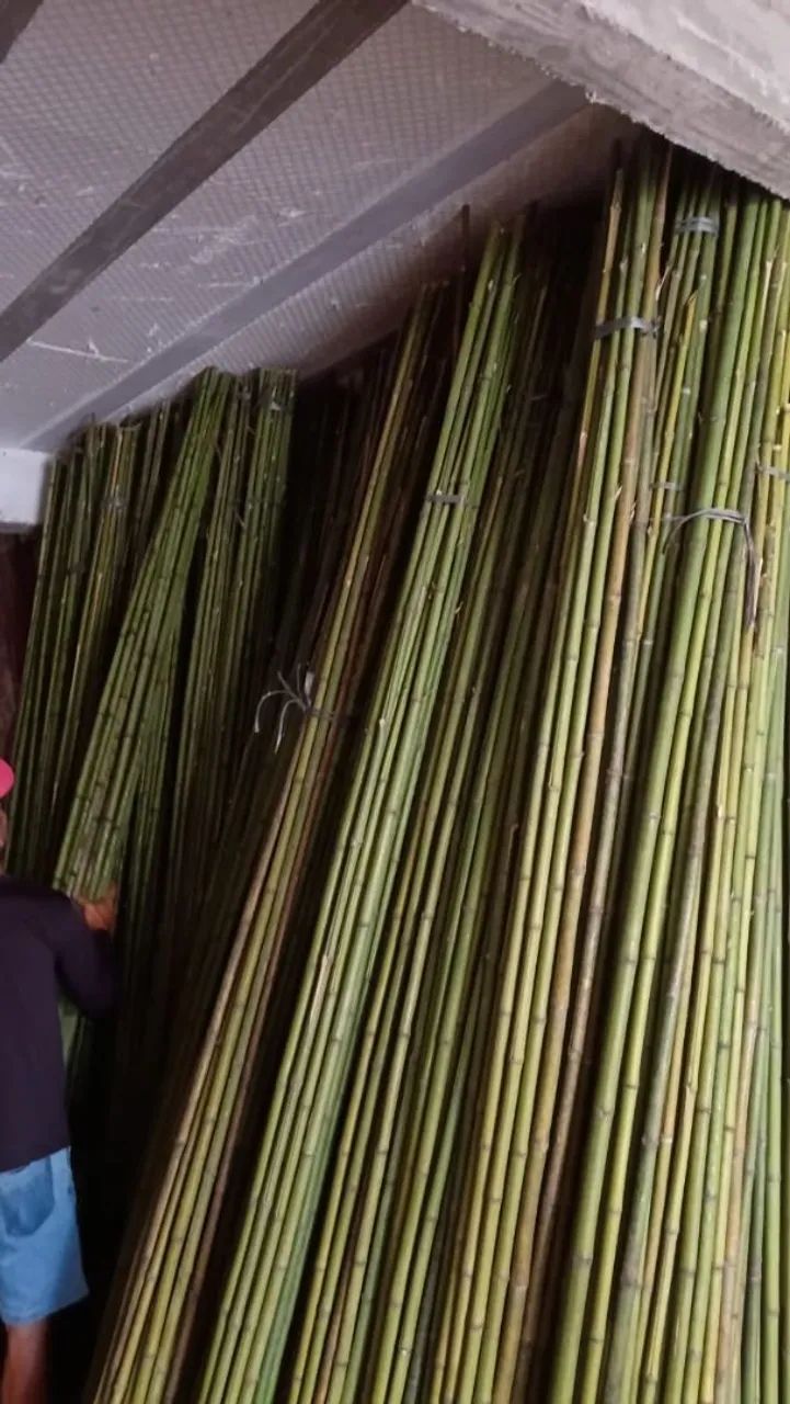 BAMBU PARA BANDEIRA - Foto 2