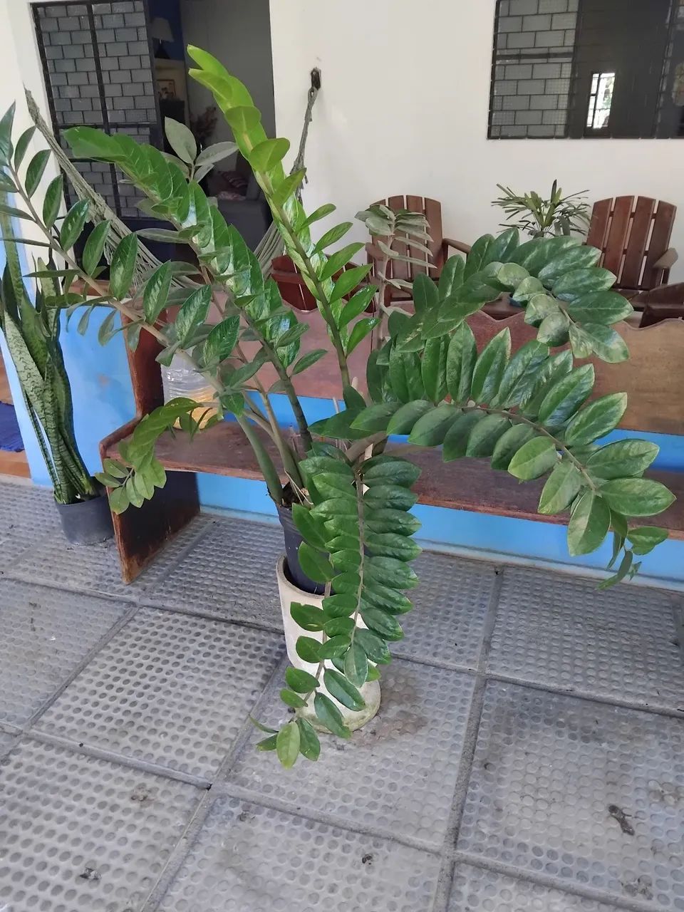 ZAMIOCULCA 