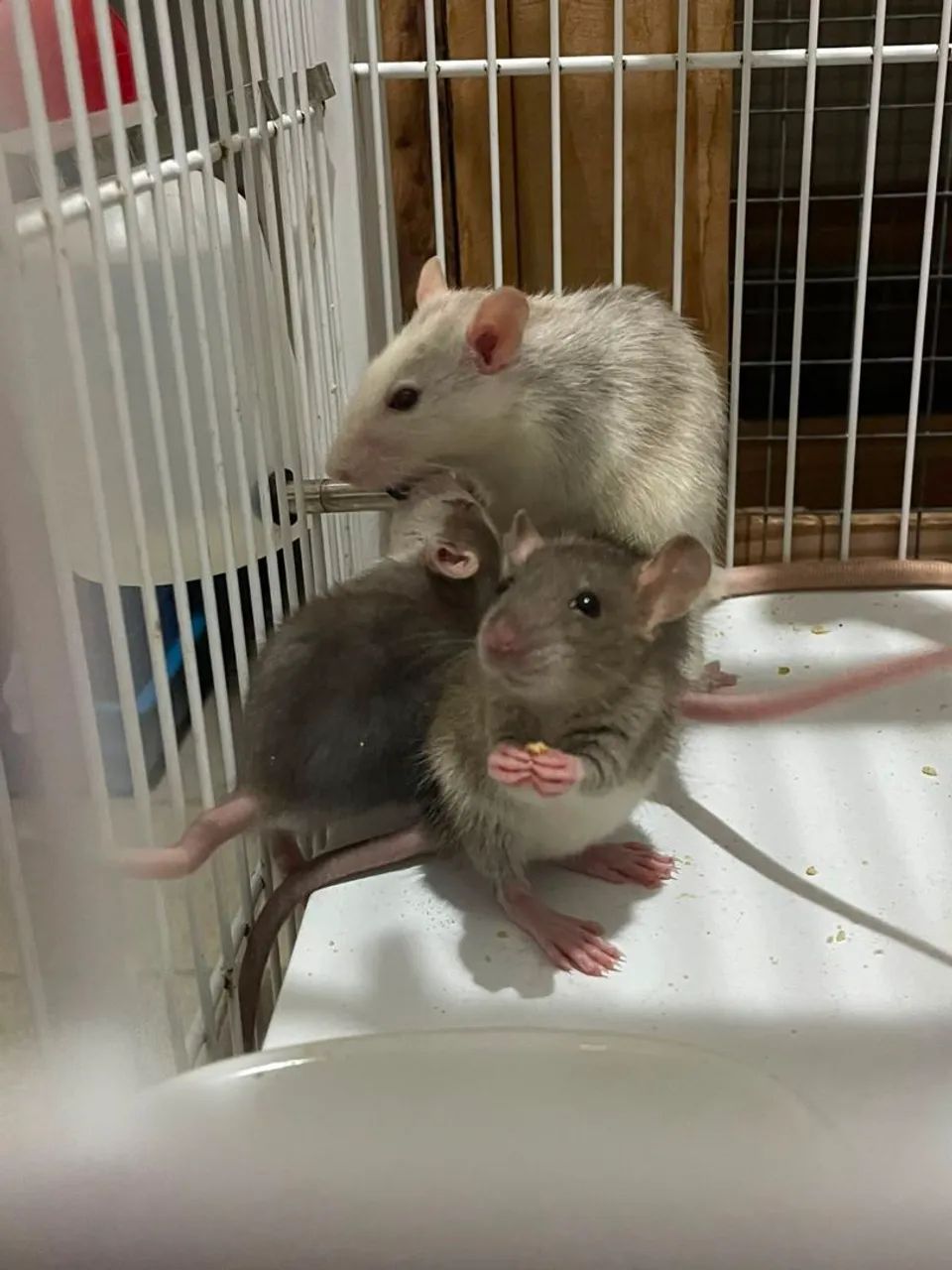 Ratos Twister - machos e fêmeas - Foto 4