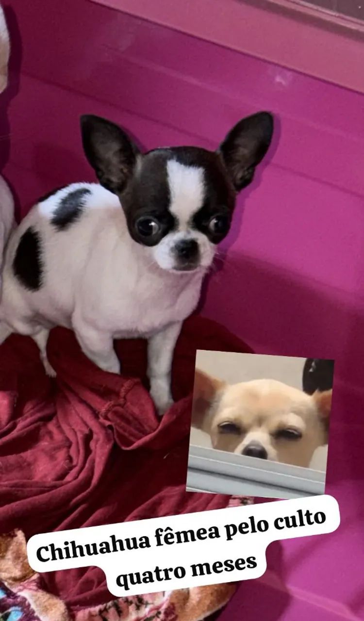Fêmeas de  chihuahua