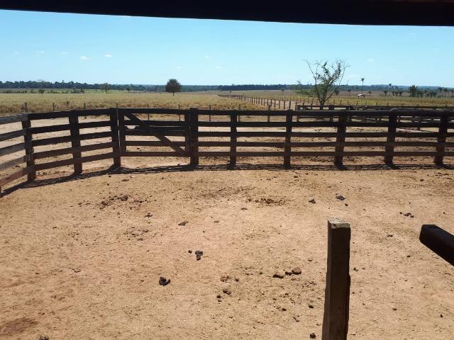 Fazenda de 220 alqueire em Novo Mundo -MT