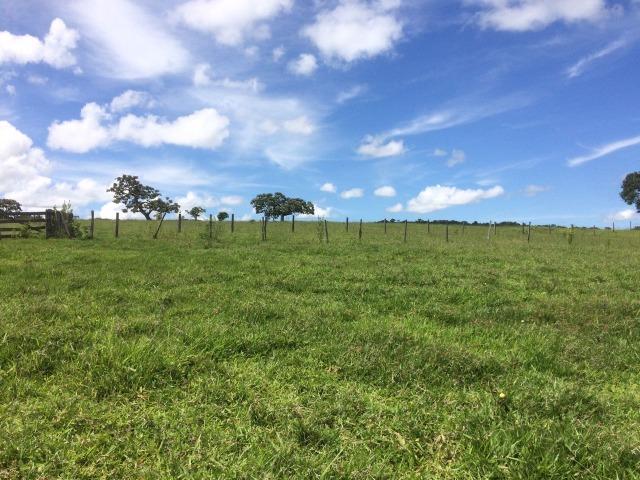 Fazenda 70 alqueires em Anicuns muito boa!!! - Foto 7