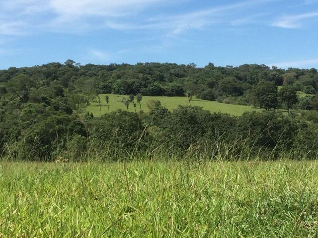 Fazenda 70 alqueires em Anicuns muito boa!!! - Foto 12