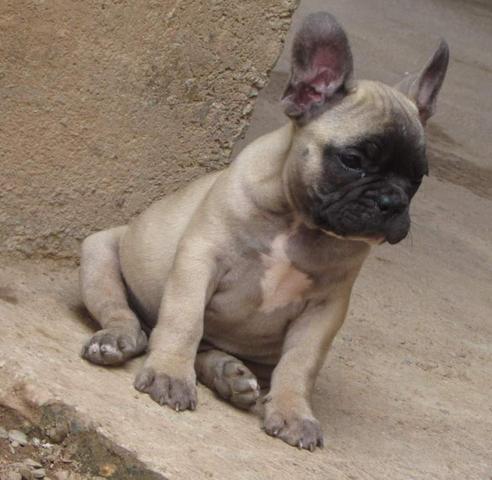 Buldogue macho - Foto 3