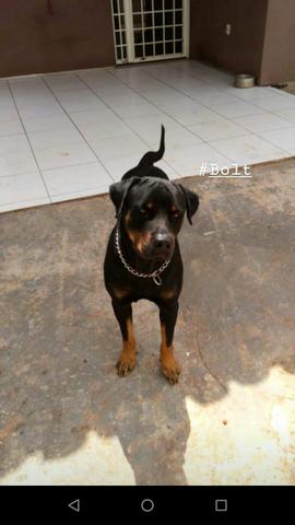 Procuro Namorada Rottweiler Pura - Foto 2
