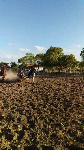 Vendo cavalo meio sangue