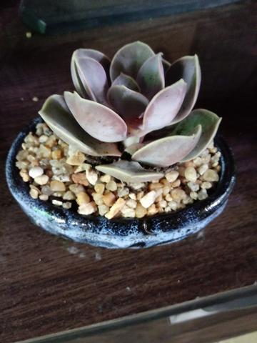 Terrario de suculenta VENDIDO - Foto 3
