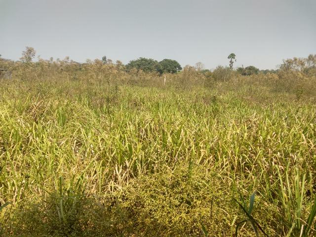Chácara 1,3 ha cinturão verde
