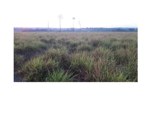 265 Alqueires, terra argilosa pecuária, Próximo MT-220 - Foto 5
