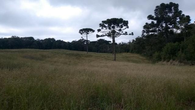 Sítio em Nova Petrópolis com 20,5 hectares - Foto 8