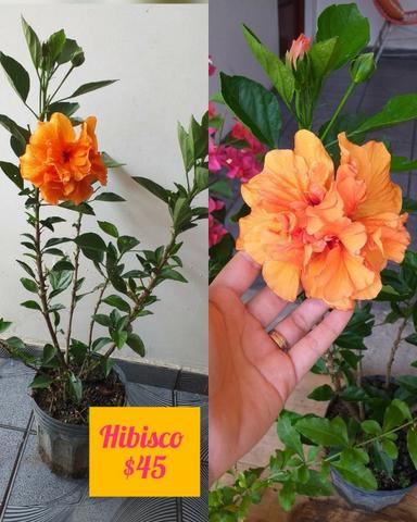 Plantas ornamentais e rosas do deserto - Foto 4