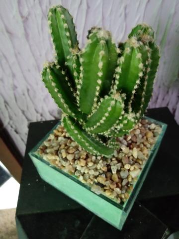 Terrario de cacto - Foto 3
