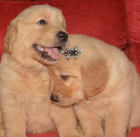 Filhotes de Golden Retriever com pedigree, linhagem de campeões