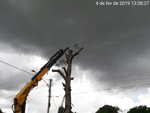 Corte e podas de árvores limpeza terrenos
