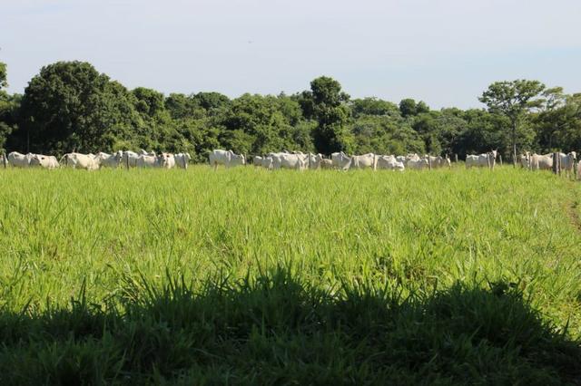 Chácara na região de Santo Antônio de Cuiabá com 32 HA Uma propriedade dos sonhos a 25 - Foto 12